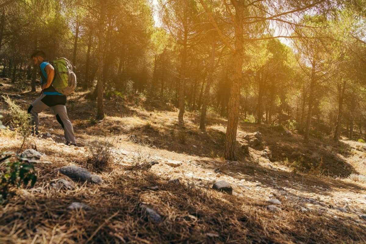 Wanderer im sonnendurchfluteten Wald - Metapher für den eigenen Weg in der KI-Kommunikation
